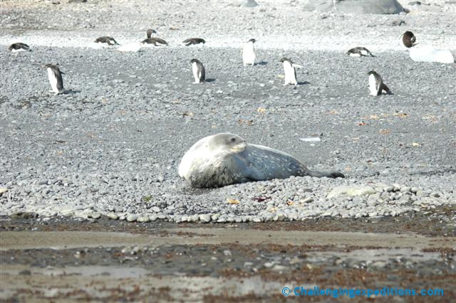 antarctica 2005