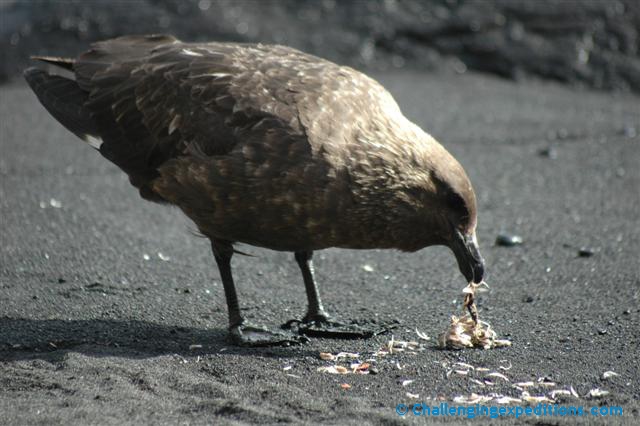 antarctica 2005